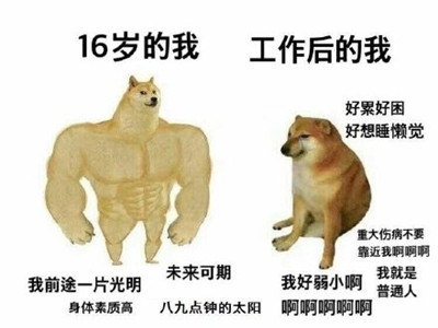 肌肉doge与小废狗表情包(2)